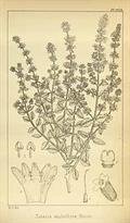 Zataria multiflora